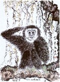 Baby Gibbon